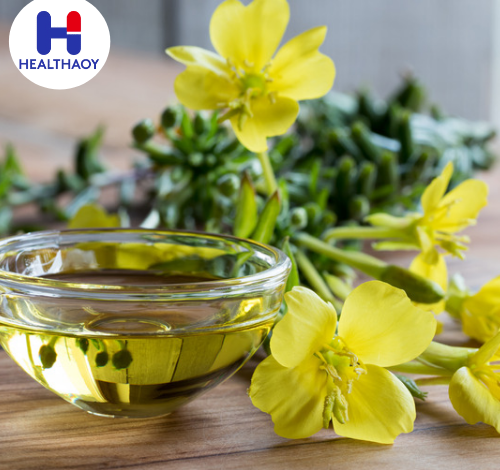 زهرة الربيع المسائية