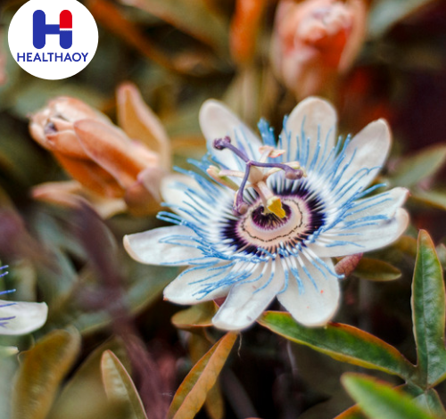 زهرة الآلام (Passiflora)